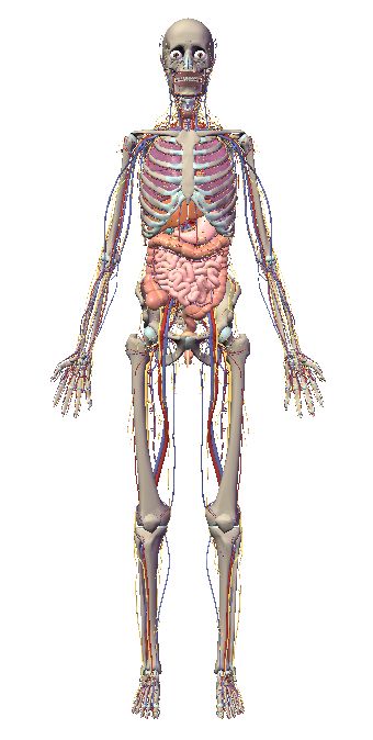 自由自在にコントロールできる３Ｄ人体模型_c0025115_20255757.jpg