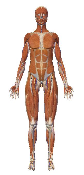 自由自在にコントロールできる3D人体模型_c0025115_20265025.jpg