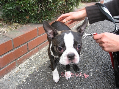 軟弱犬が~モモちゃんに~出会った~。_f0141516_01949.jpg