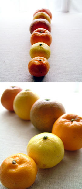 柑橘がいっぱい_d0133320_240354.jpg