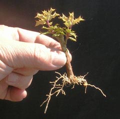 本日の鉢上げ 植え替え 6種 節約ミニ盆栽記