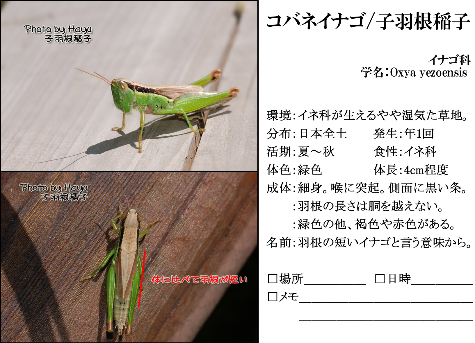 羽長蝗