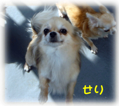 b0078030_200127.gif