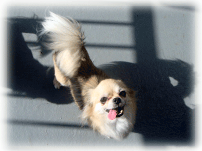b0078030_2041996.gif