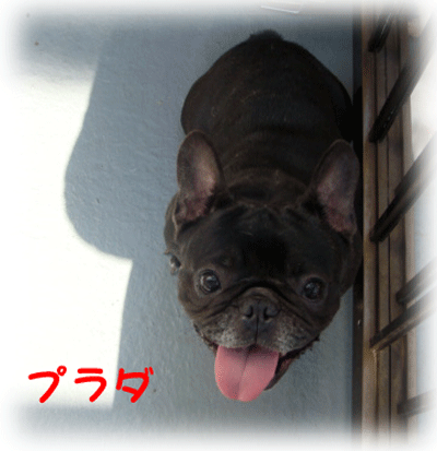 b0078030_2062878.gif