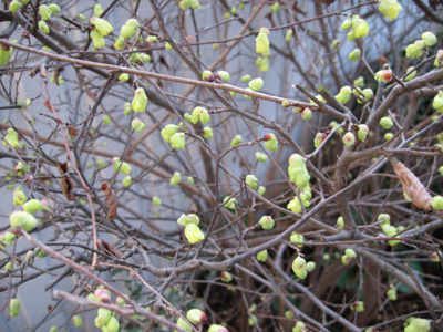 春の花は黄色から_e0110940_218040.jpg