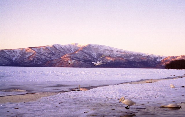 鳥・鳥・鳥　　北海道８_b0112443_15363359.jpg