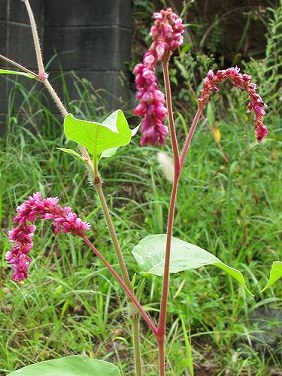 オオケタデ(大毛蓼)_c0085874_14392266.jpg
