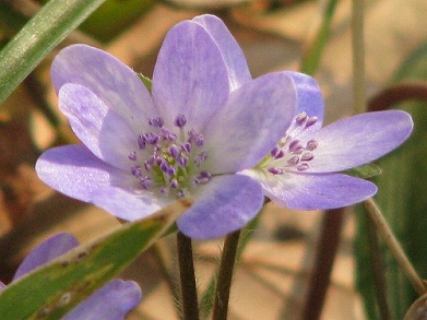 ミスミソウ(三角草)_c0085874_18193572.jpg