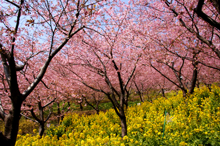 松田山の河津桜_b0032077_22211814.jpg