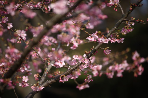 実籾本郷公園、河津桜_d0110380_20294281.jpg