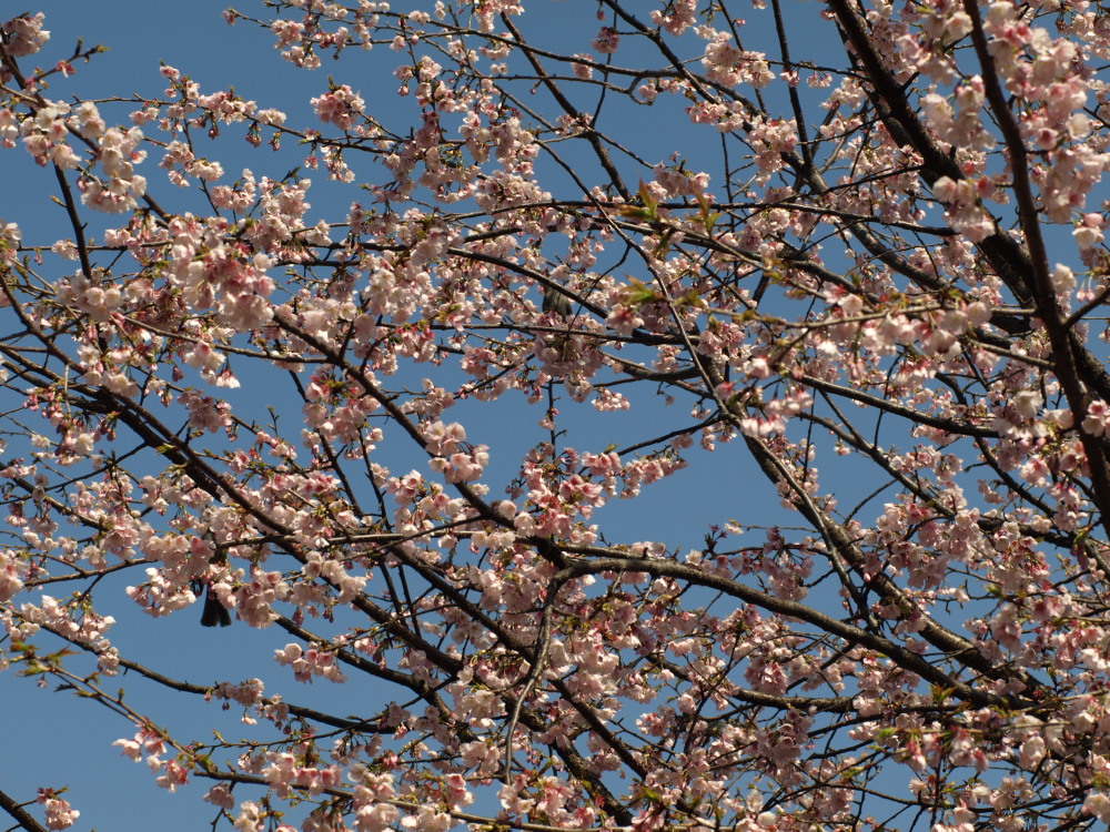 sakura_b0110382_22223567.jpg