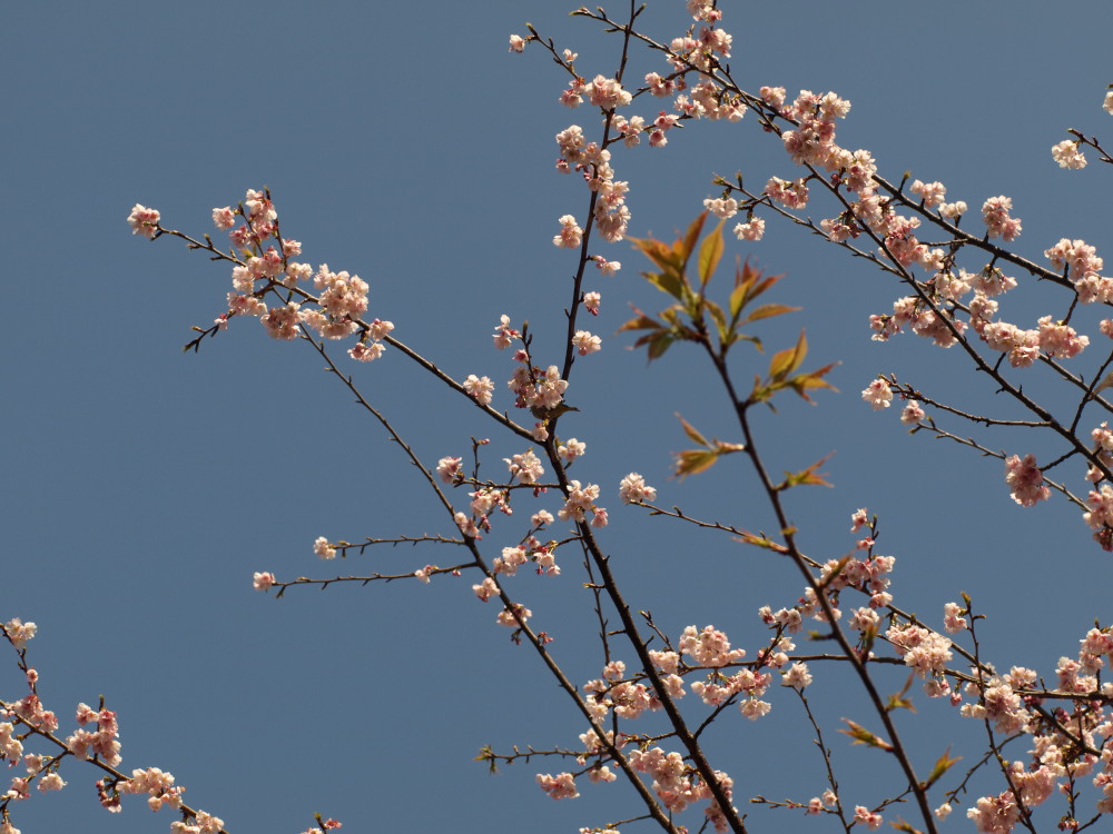 sakura_b0110382_22225110.jpg