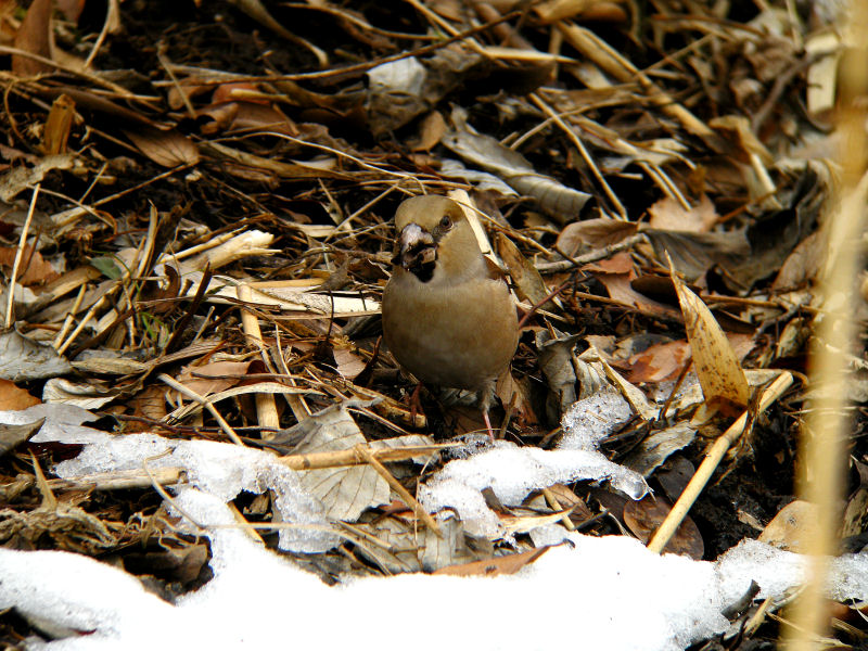 舞岡公園のシメ_f0055184_19242328.jpg