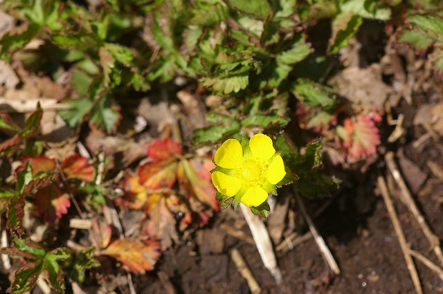 ■　春の花 (3)　　　08.3.15　　　（キランソウ、ヘビイチゴ、ツクシ）_e0070891_18361930.jpg