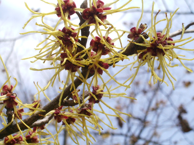 黄色の木花・いろいろ・・・_e0025300_13112327.jpg