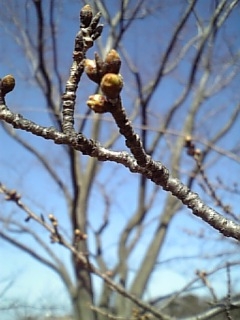 e0028401_112195.jpg