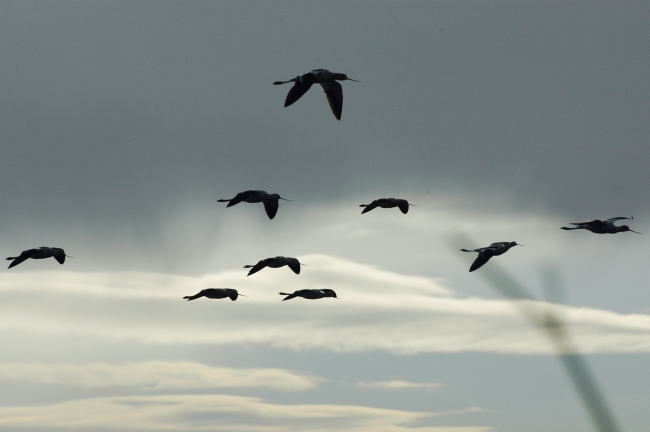 Flying birds ー　飛ぶ鳥たち_d0139709_77849.jpg