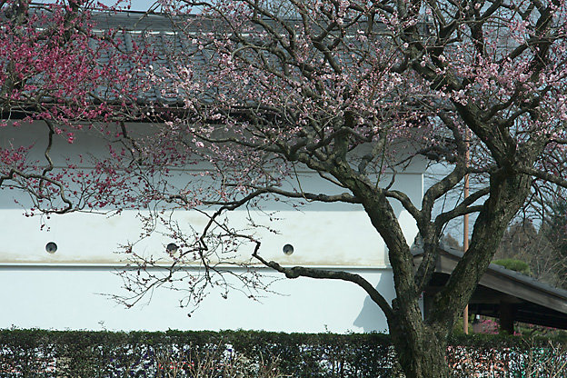 満開になった高麗神社の梅_b0010915_18503060.jpg