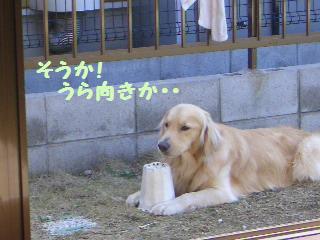 お庭で見つけた宝物_e0136815_22103796.jpg