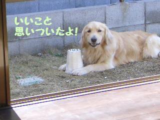 お庭で見つけた宝物_e0136815_221171.jpg