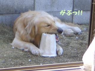 お庭で見つけた宝物_e0136815_22123868.jpg