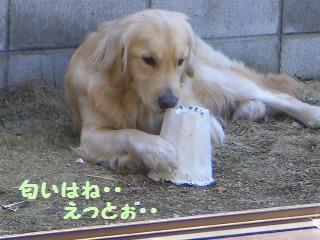 お庭で見つけた宝物_e0136815_2212486.jpg
