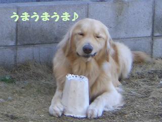 お庭で見つけた宝物_e0136815_2214135.jpg