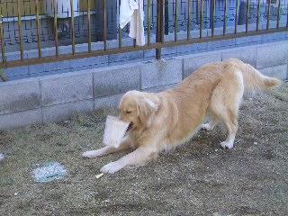 お庭で見つけた宝物_e0136815_22272474.jpg