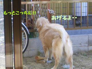 お庭で見つけた宝物_e0136815_224863.jpg