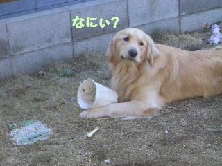 お庭で見つけた宝物_e0136815_229381.jpg