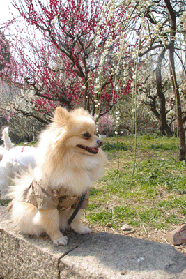 b0075318_2237635.gif