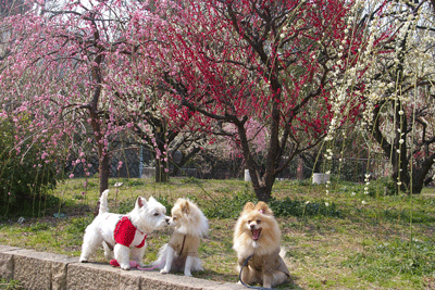 b0075318_22382119.gif