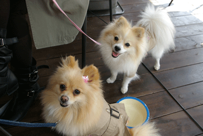 b0075318_22422672.gif
