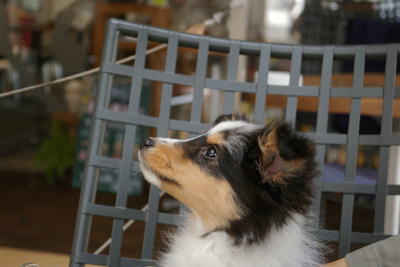 b0075318_2243837.gif