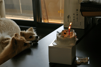 b0075318_2249663.gif