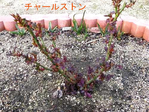 e0072023_2031205.jpg