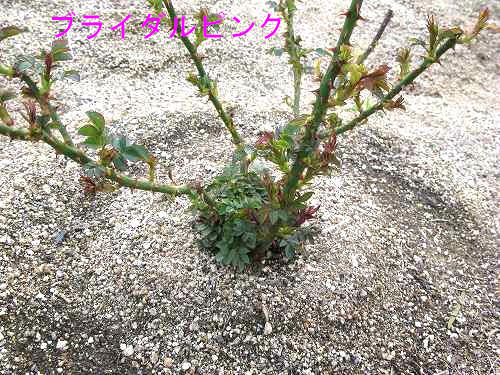 e0072023_20441696.jpg