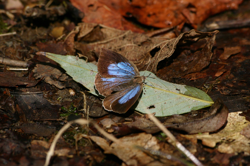 ２００８年３月中旬　春は水色？_d0054625_1891589.jpg