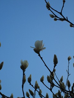 白木蓮が咲き始めました ^^_b0100229_1745583.jpg