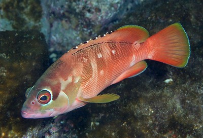 アカハタ_a0099033_19575084.jpg