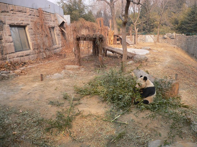 北京動物園_d0133047_23111441.jpg