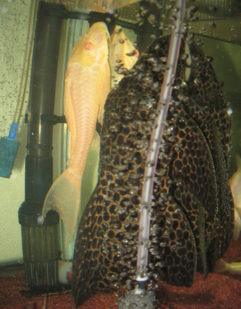 故　メガロハイフィンレオパードプレコ　（Megalancistrus gigas）_b0082551_2051124.jpg