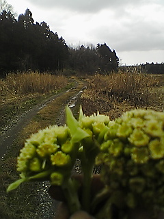 フキノトウは花なんですよね？_e0085052_10313461.jpg