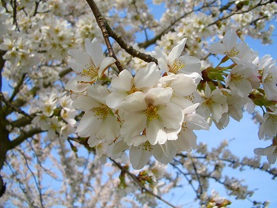 e0145753_00375.jpg