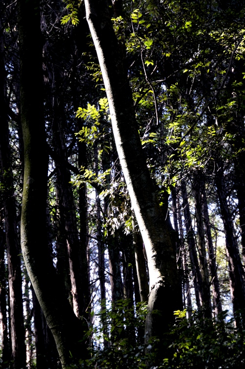 c0124055_2011449.jpg