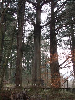 滝尾神社に_d0082655_230519.jpg