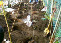 植え込み完了_a0094959_21242768.jpg