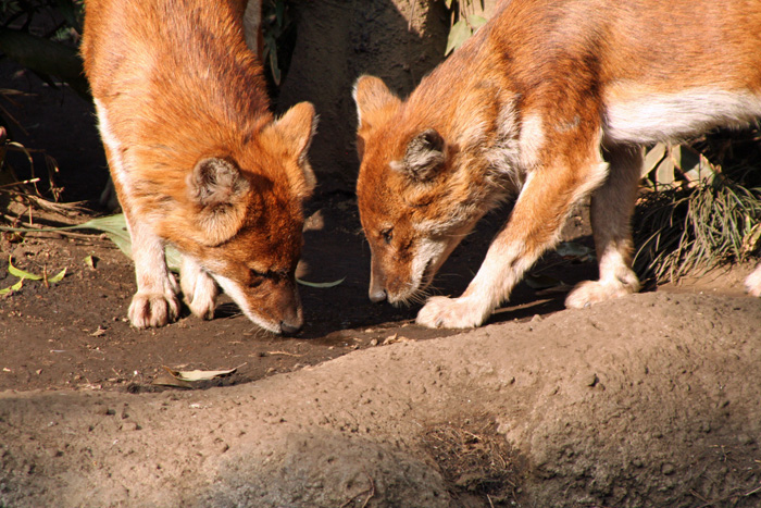 上野動物園にいるのはアカオオカミです。_e0086860_22135012.jpg