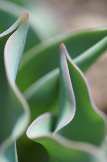 服部の植物園　－春の陽気にさそわれてー_d0141365_20422443.jpg